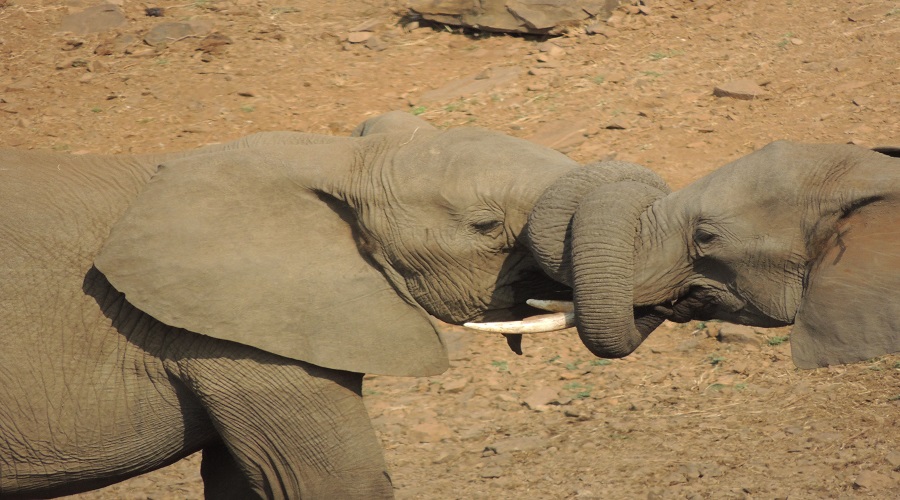 Image number 1 for Day Trip Tanzania Safari From Zanzibar To Selous