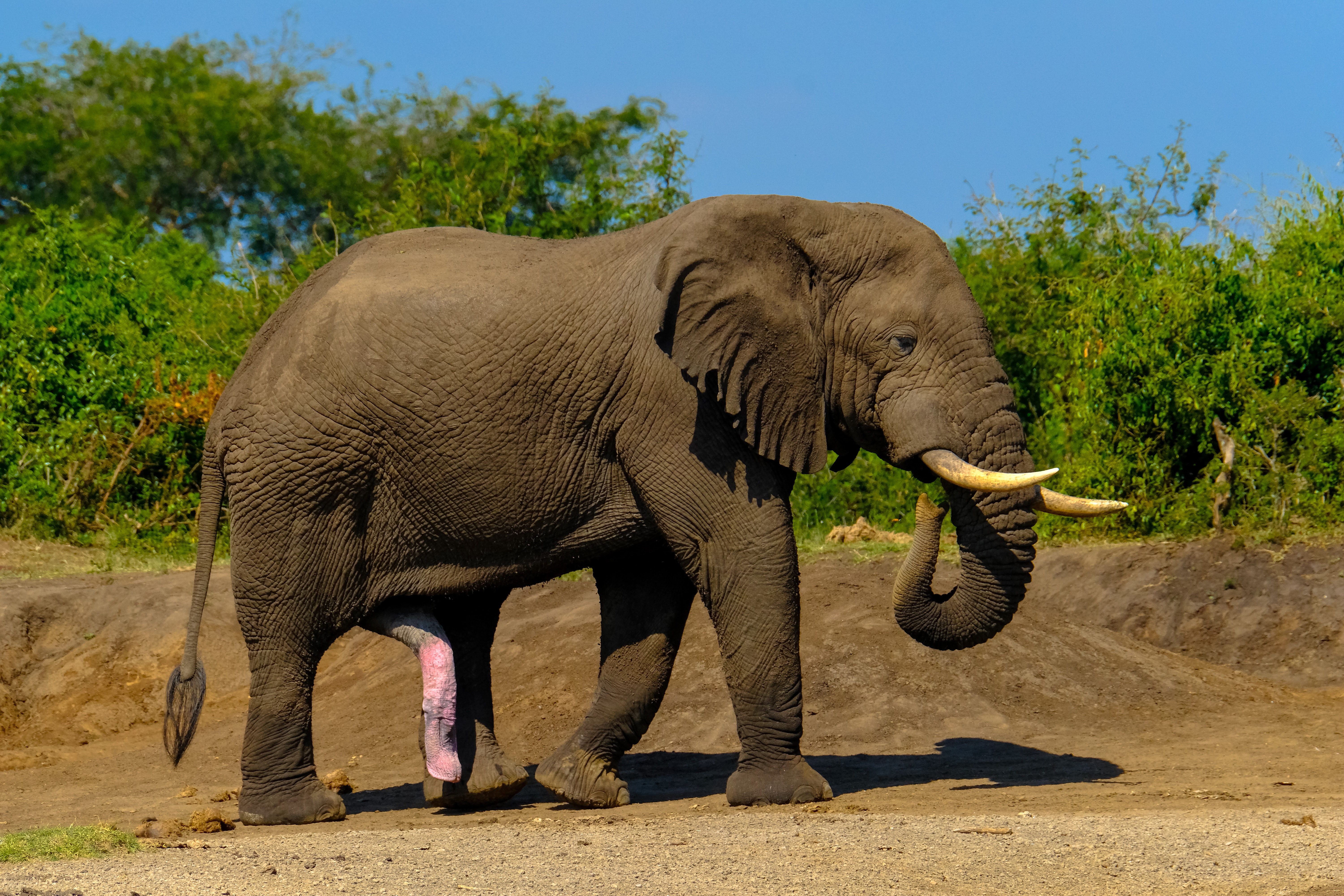 background image for - 7 Days Serengeti MigrationTour 