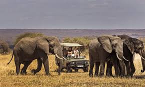 Image number 4 for Tarangire, Serengeti And Ngorongoro Crater