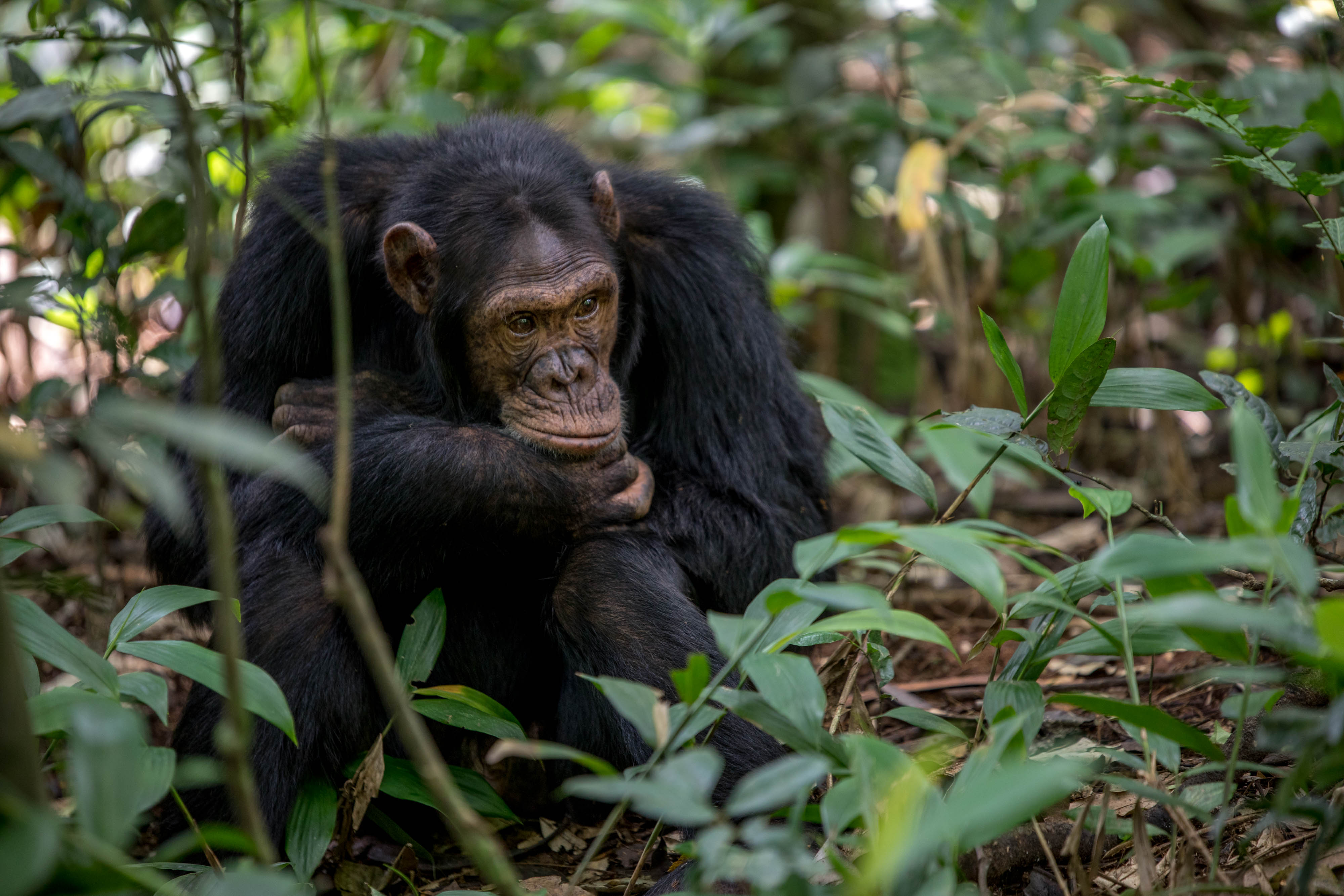 Image number 4 for 6-Day Gorilla Trek & Queen Elizabeth  Safari.