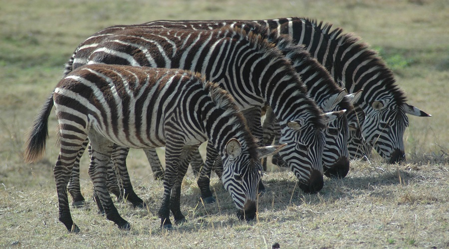 Image number 3 for 2 Days Tanzania Serengeti Safari From Zanzibar