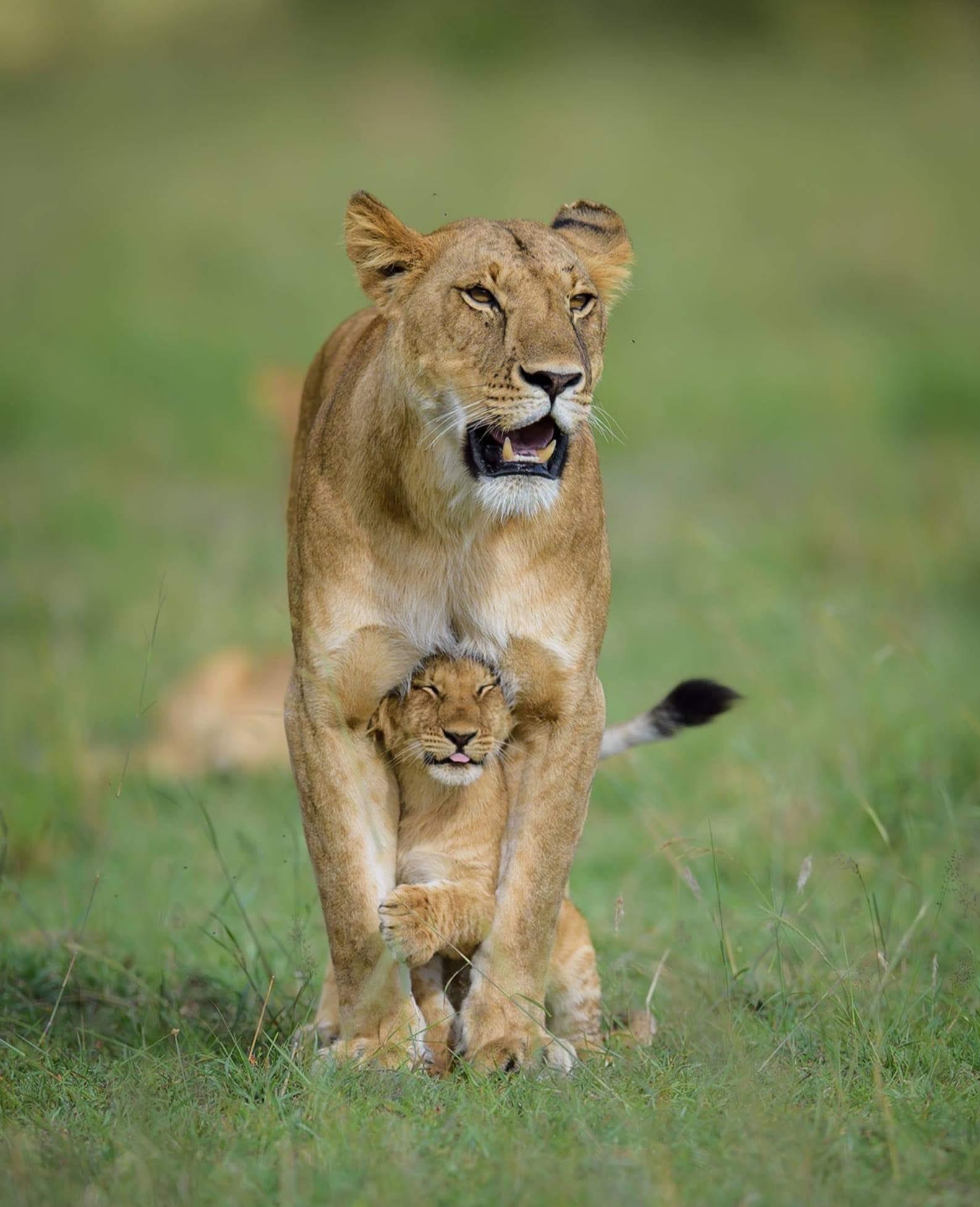 background image for - 4days 3night Selous Game Reserve