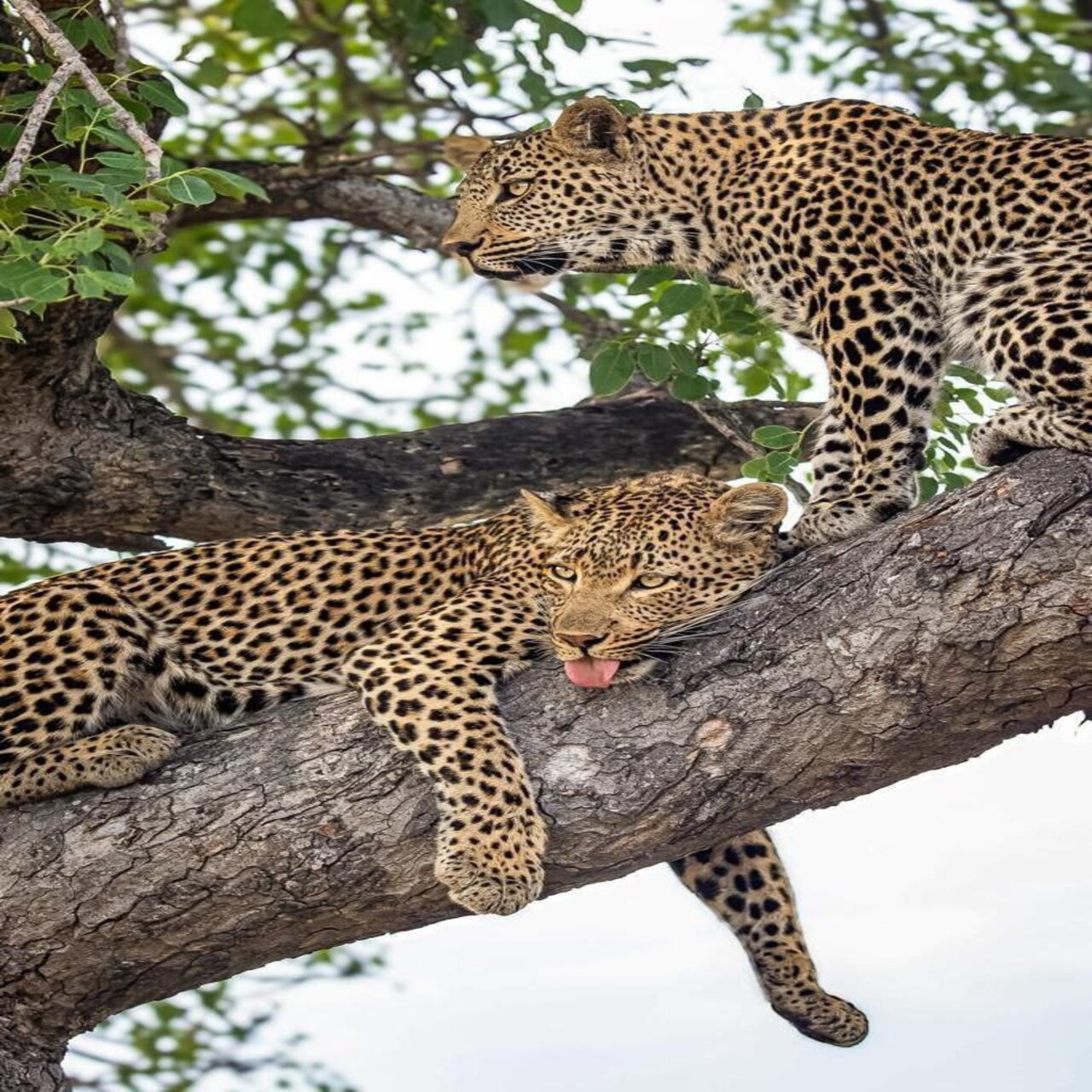 background image for - 10 Days: Tanzania Luxury Safaris and Zanzibar