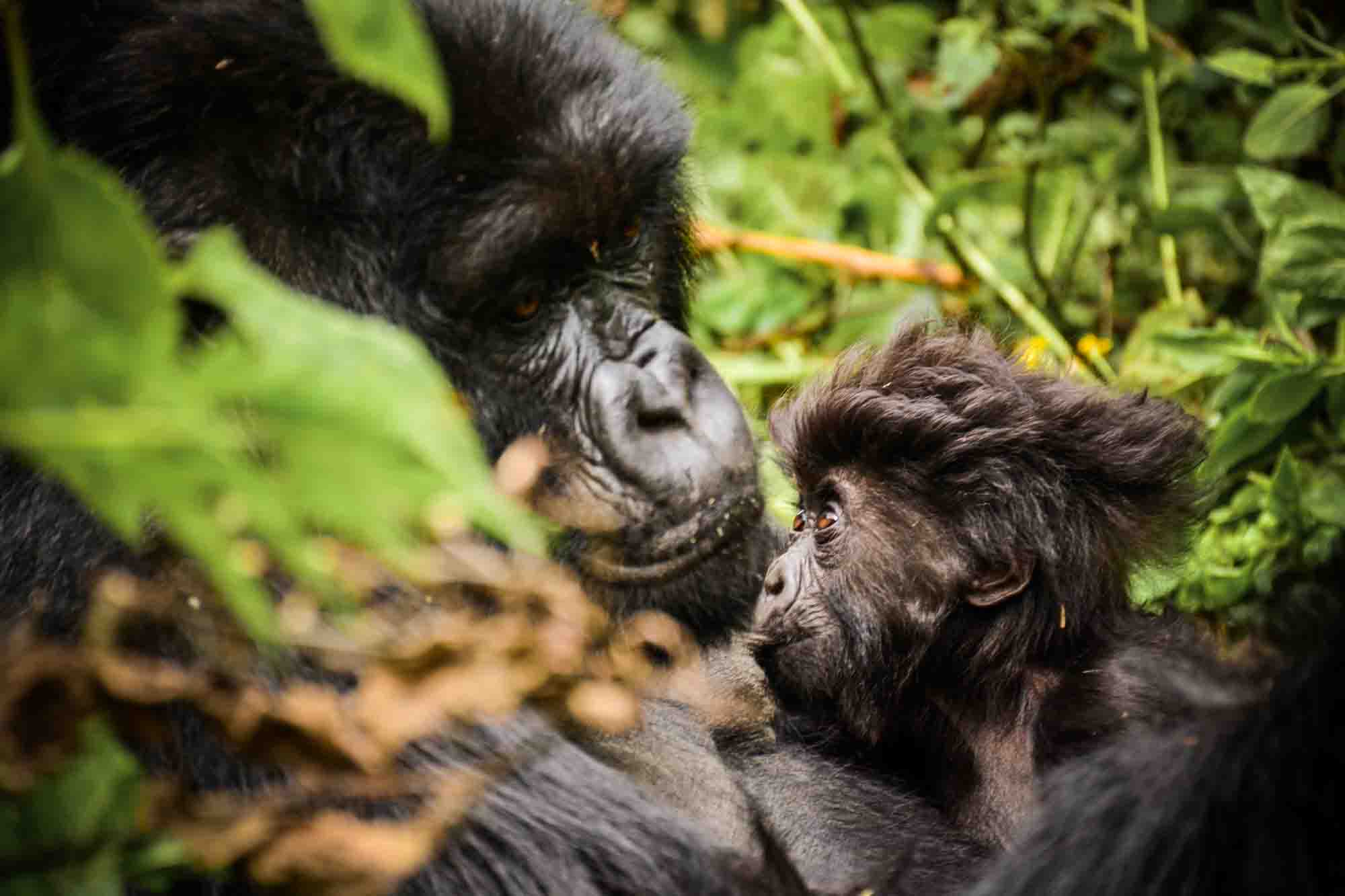 background image for - Gorillas, Wildlife & Cultural Safari