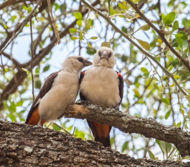 Image number 2 for  Serengeti budget Safari with big five