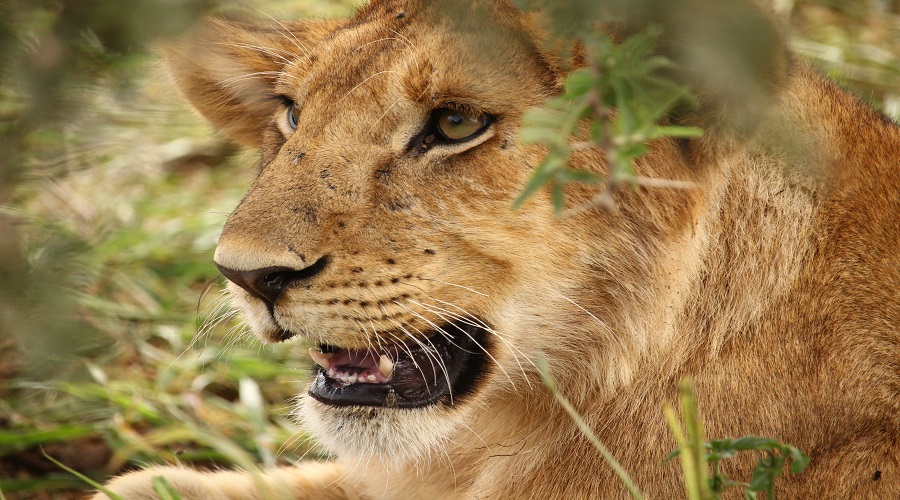 Image number 4 for 2 Days Selous Safari From Zanzibar