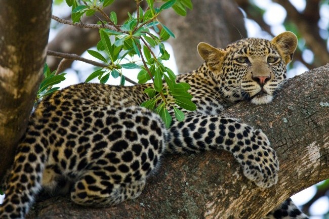 background image for - Best 2 Days Tanzania Safari from Arusha