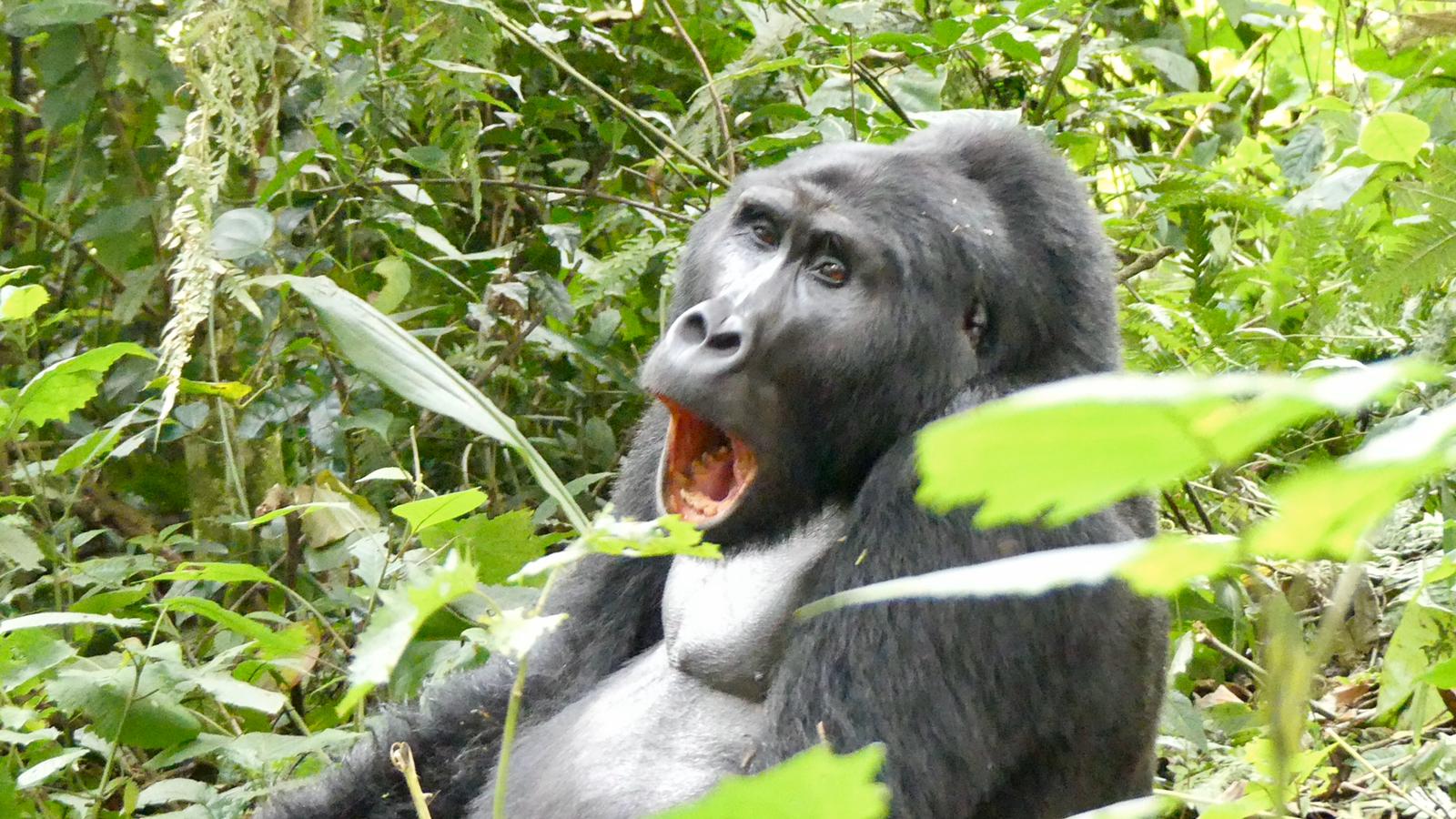 background image for -  3 Days Gorilla Trekking Tour Of Bwindi Forest 