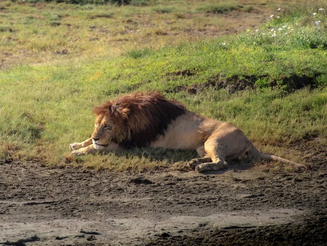 Image number 2 for 4-Day Join-in Group Safari From Zanzibar.