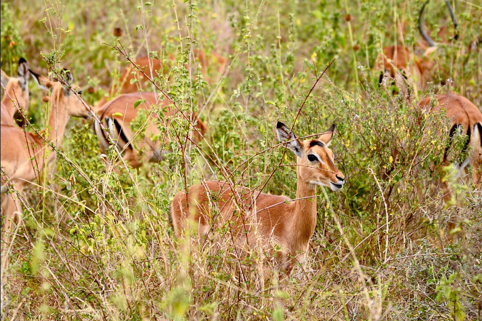 Image number 5 for 4 Days Camping Safari In Northern Zone