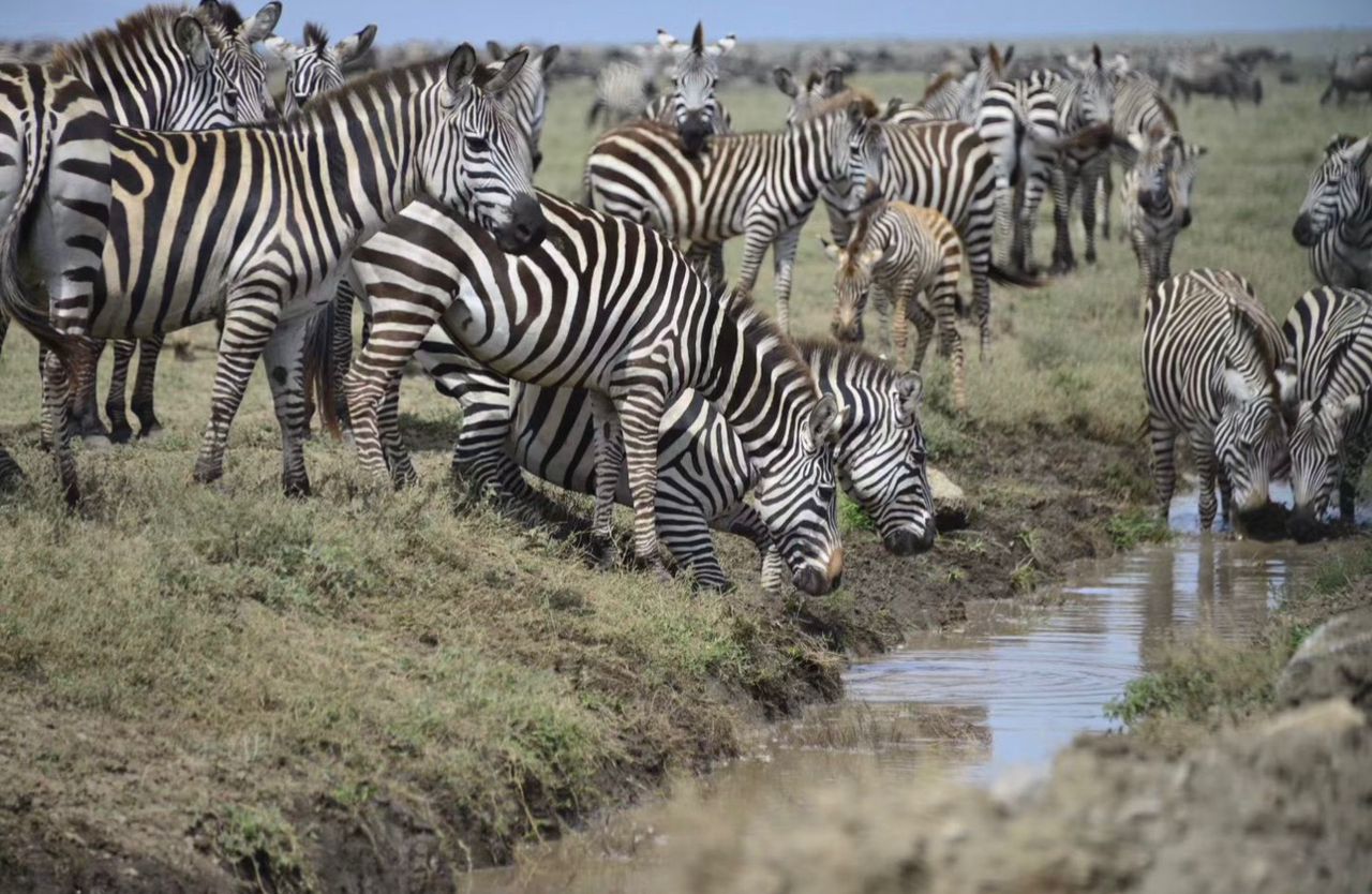 Image number 2 for Day Zanzibar Elite Fly-in Safar Tarangire & Ngorongoro