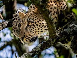Image number 5 for Tarangire, Serengeti And Ngorongoro Crater