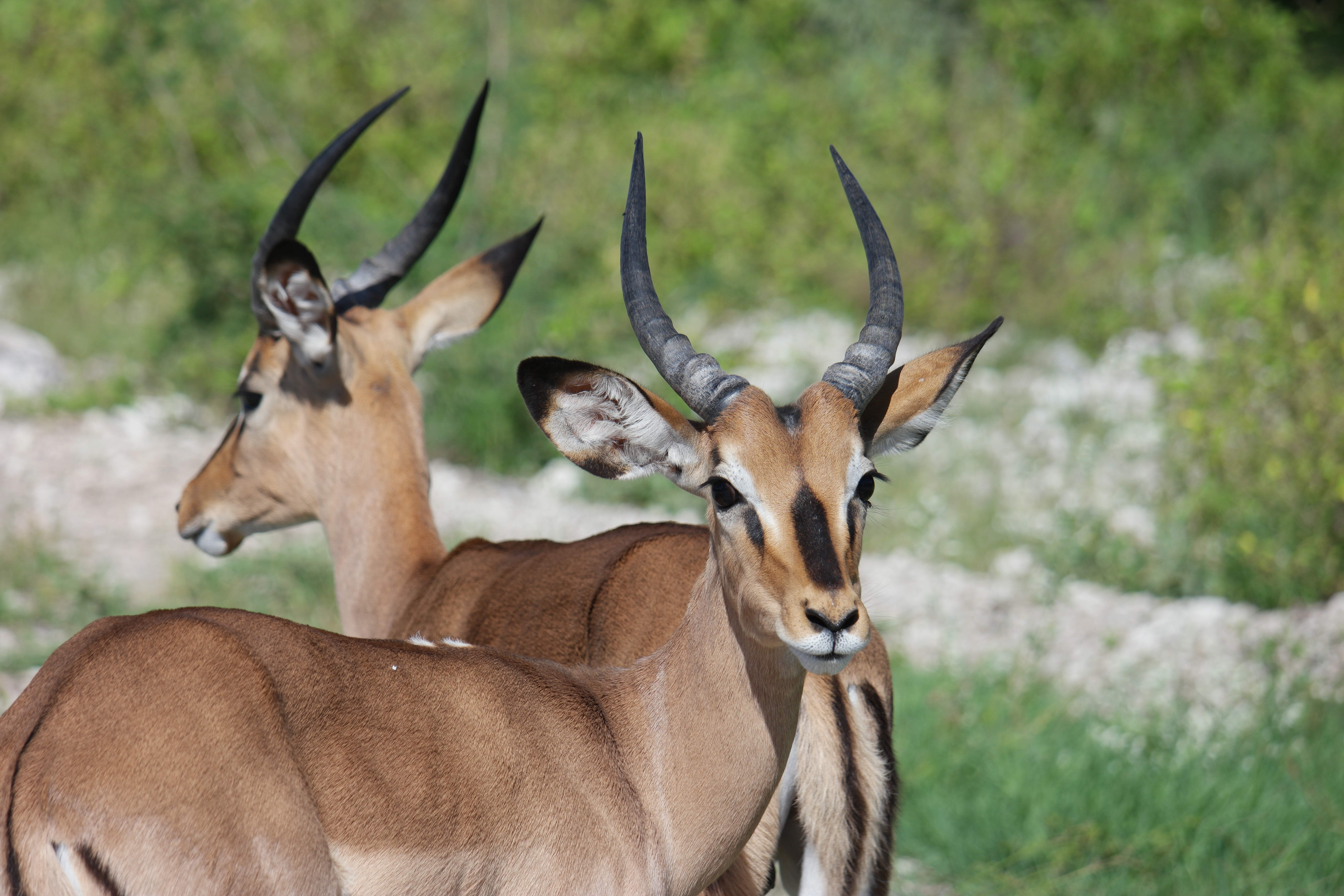 background image for - 5 Days Tanzania Safari Mid-range Safari