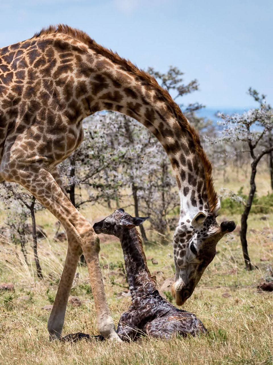 Image number 12 for Tanzania Safari: A Journey Into Africa’s Untamed Heart