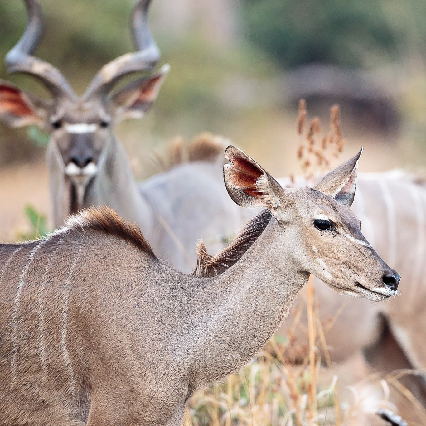 background image for - 6-Day Kenya Safari For Couples Mid-range