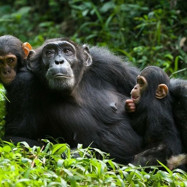 background image for - Wonderfully Chimpanzee Trekking