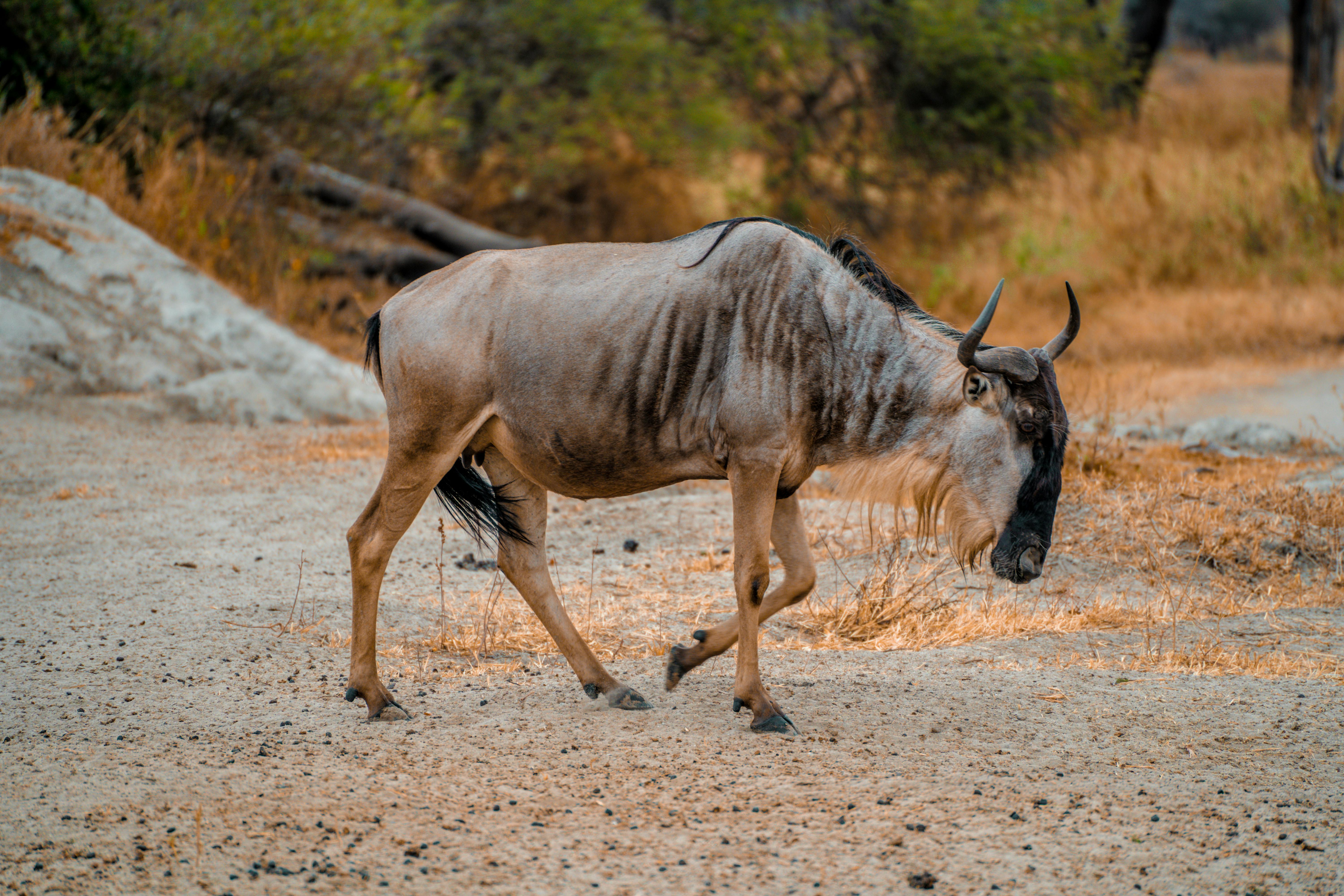 background image for - 5 Days Private Mid-range Safari Tour