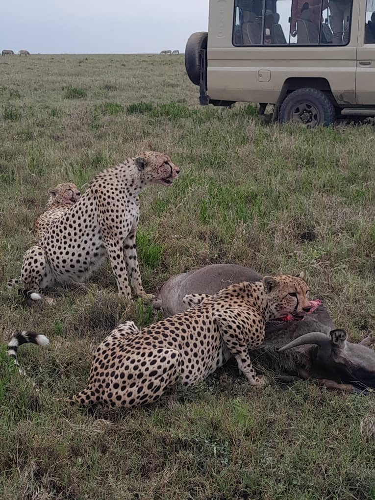 Image number 9 for Safari Serengeti & Ngorongoro Crater