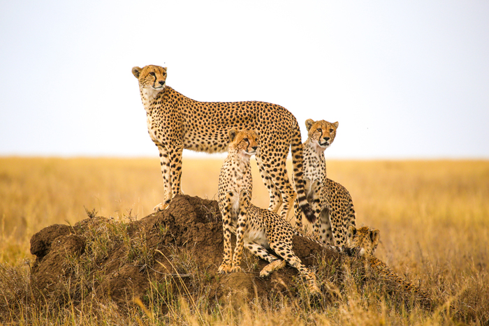 Image number 3 for 5-Day Tanzania Safari Selous, Mikumi & Boat Adventure