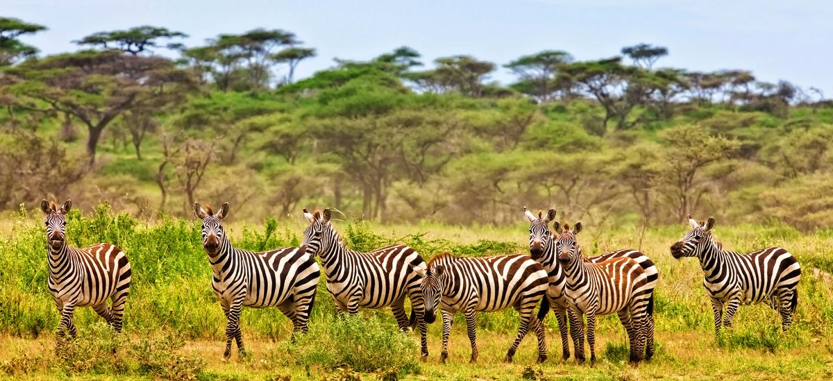 Image number 1 for Wildebeest Migration Safari