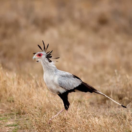 Image number 1 for 7-Day Honeymoon In The Wilderness In Tanzania
