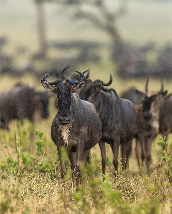 Image number 5 for Expedite Northern Safari