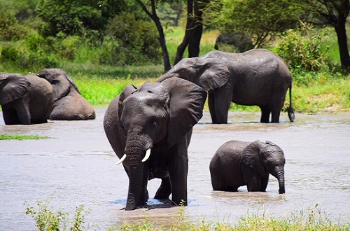 Image number 3 for Tanzania Safari