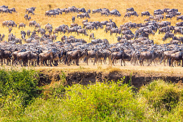 background image for - Best 6-Day Serengeti Safari From Arusha