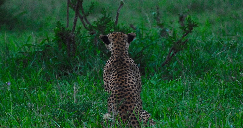 background image for - 4 Days Tanzania Private Safari  Manyara