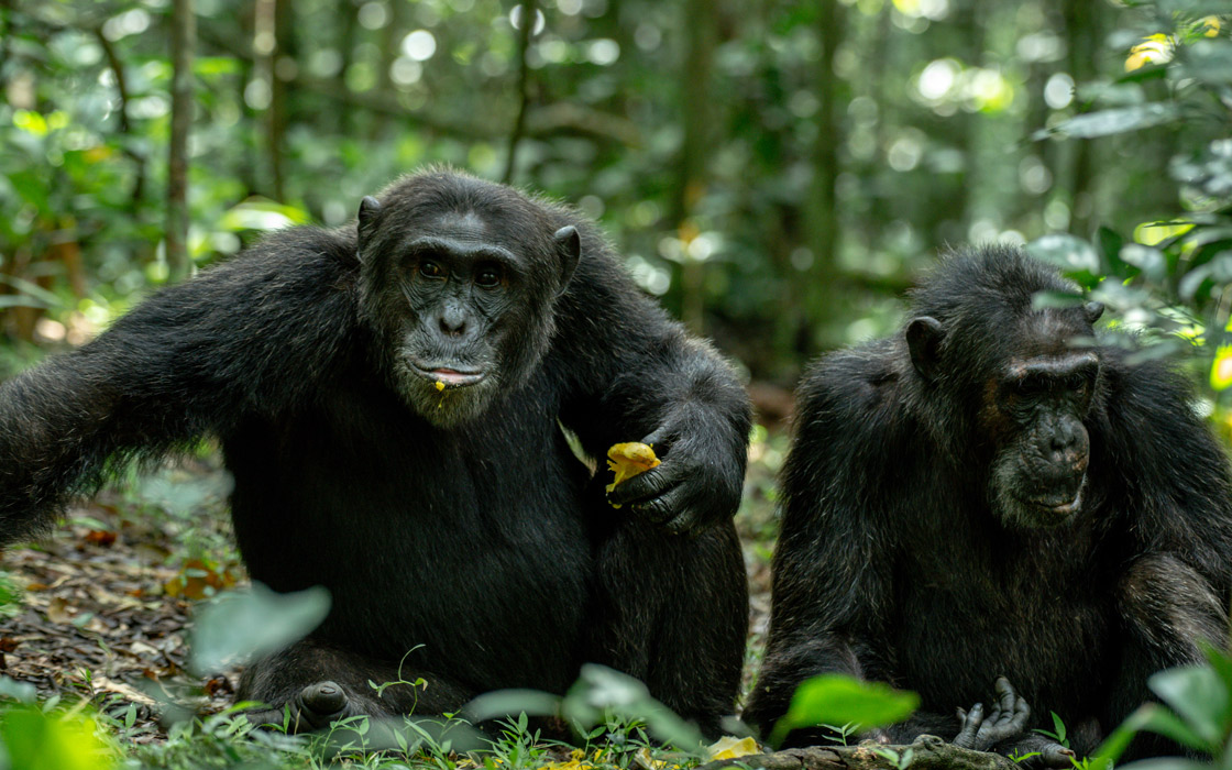 Image number 1 for 3- Day Kibale Chimpanzee Trekking Tour 