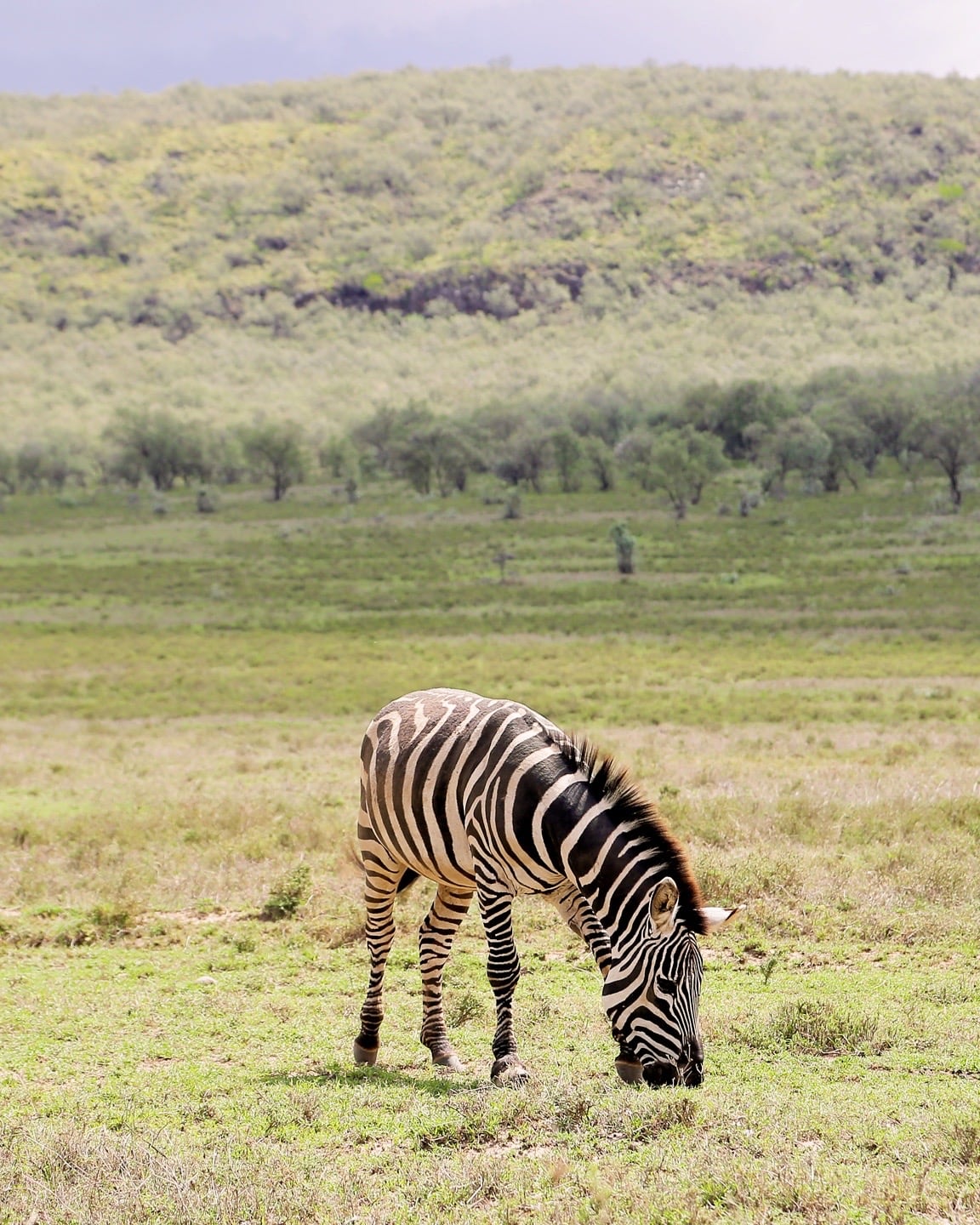 Image number 7 for 1-Day Lake Naivasha Trip From Nairobi
