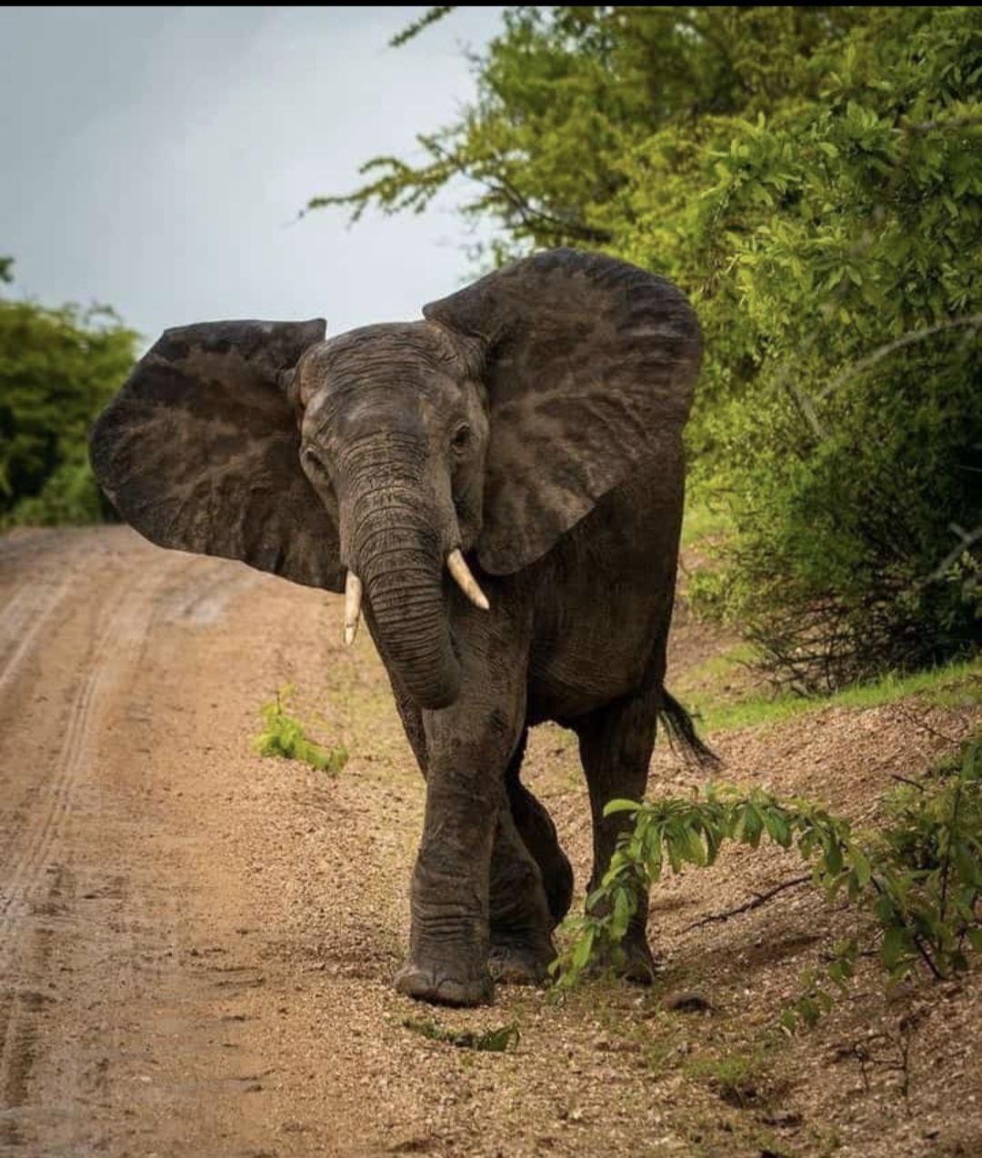 background image for - 4-Day Serengeti & Ngorongoro Crater Safari
