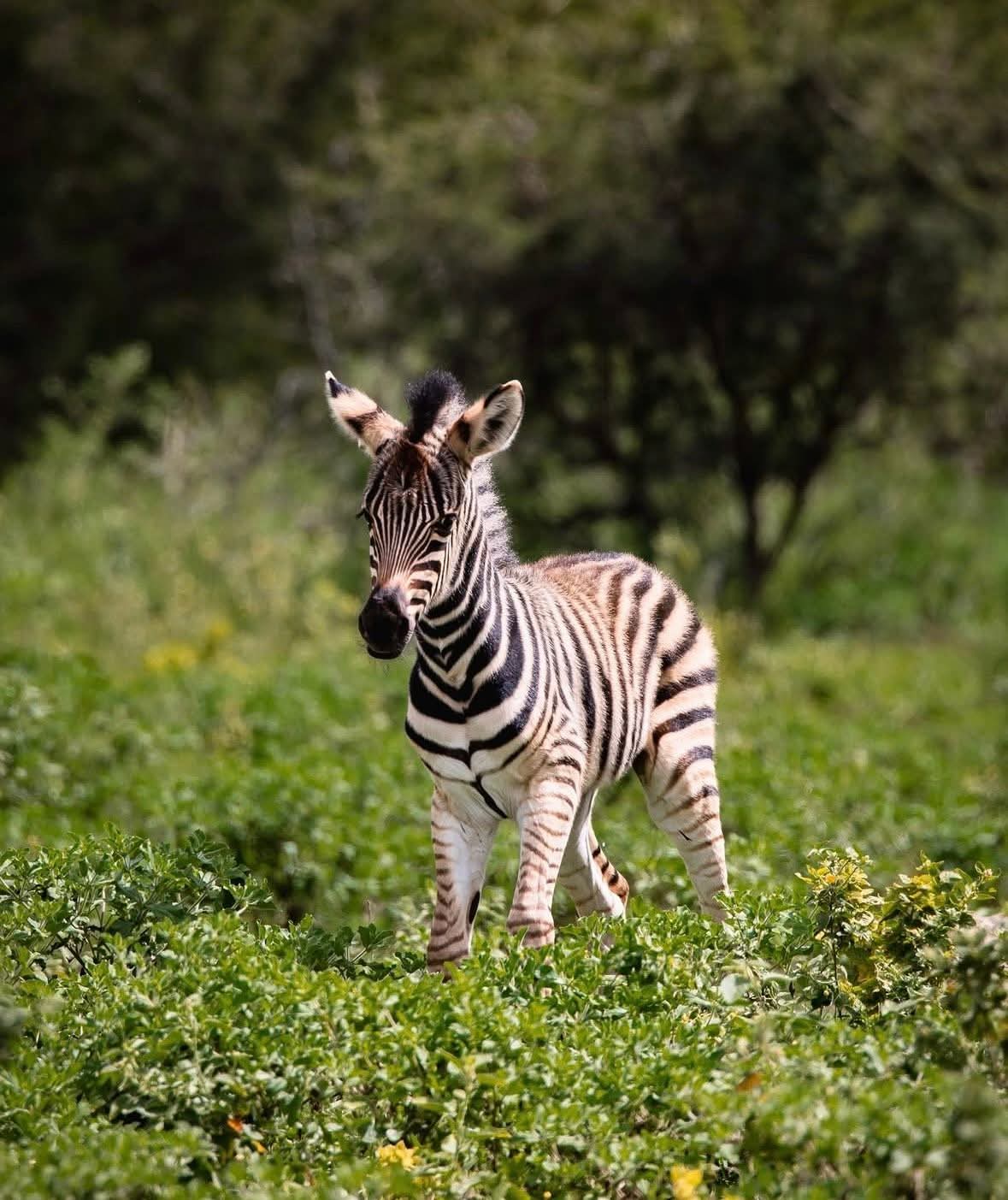 Image number 7 for Tanzania Luxury Safari In Tanzania Tarangire,serengeti And Ngorongoro 