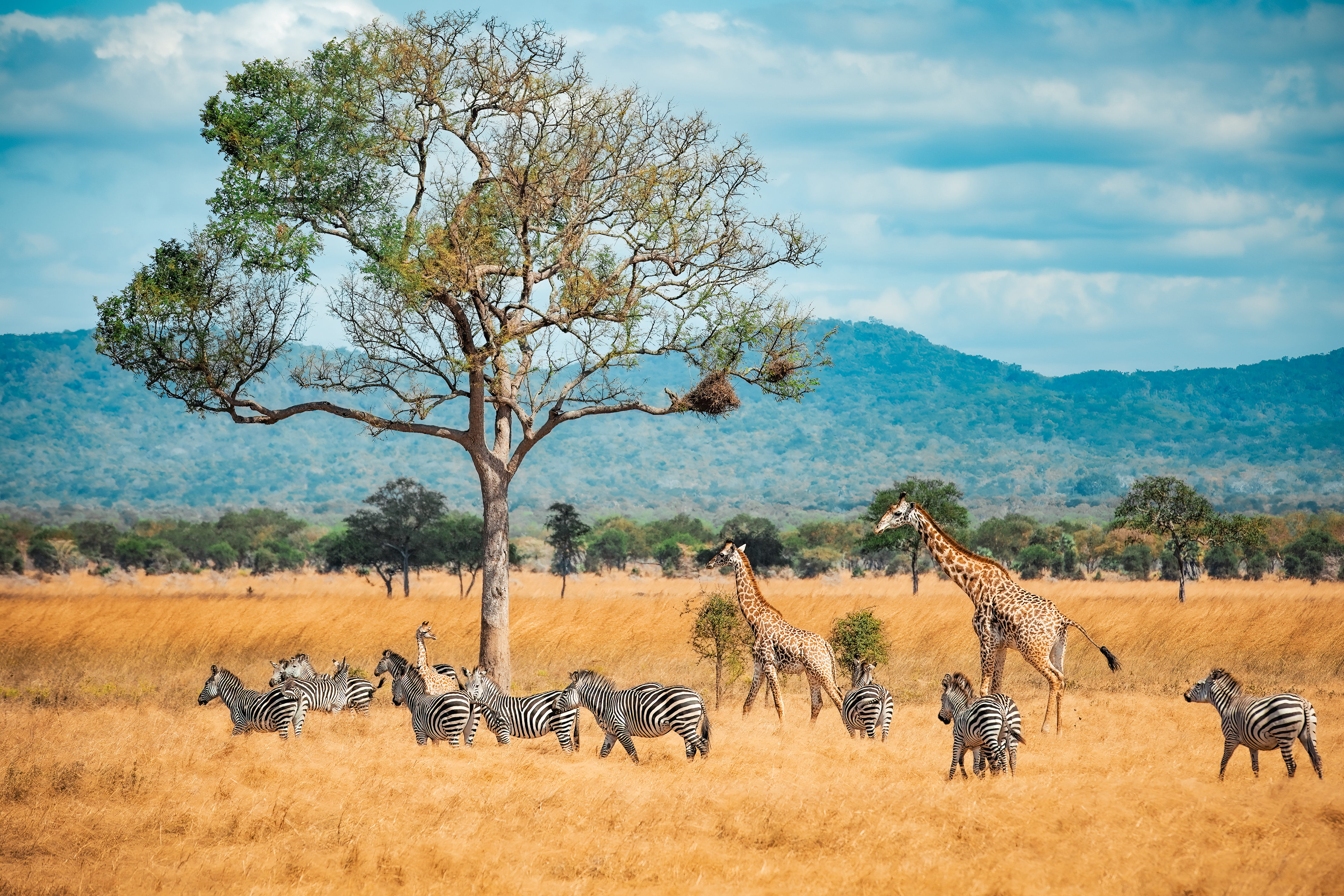 background image for - Six Days Camping Safari In Tanzania Serengeti With Ngorongoro