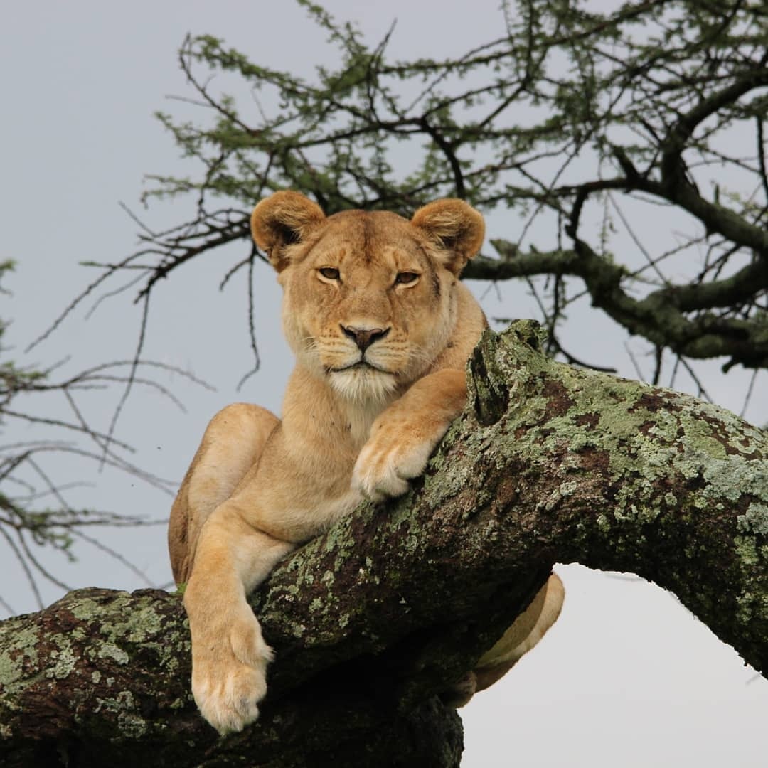 background image for - 6 Days Lake Manyara, Serengeti, Ngorongoro & Tarangire