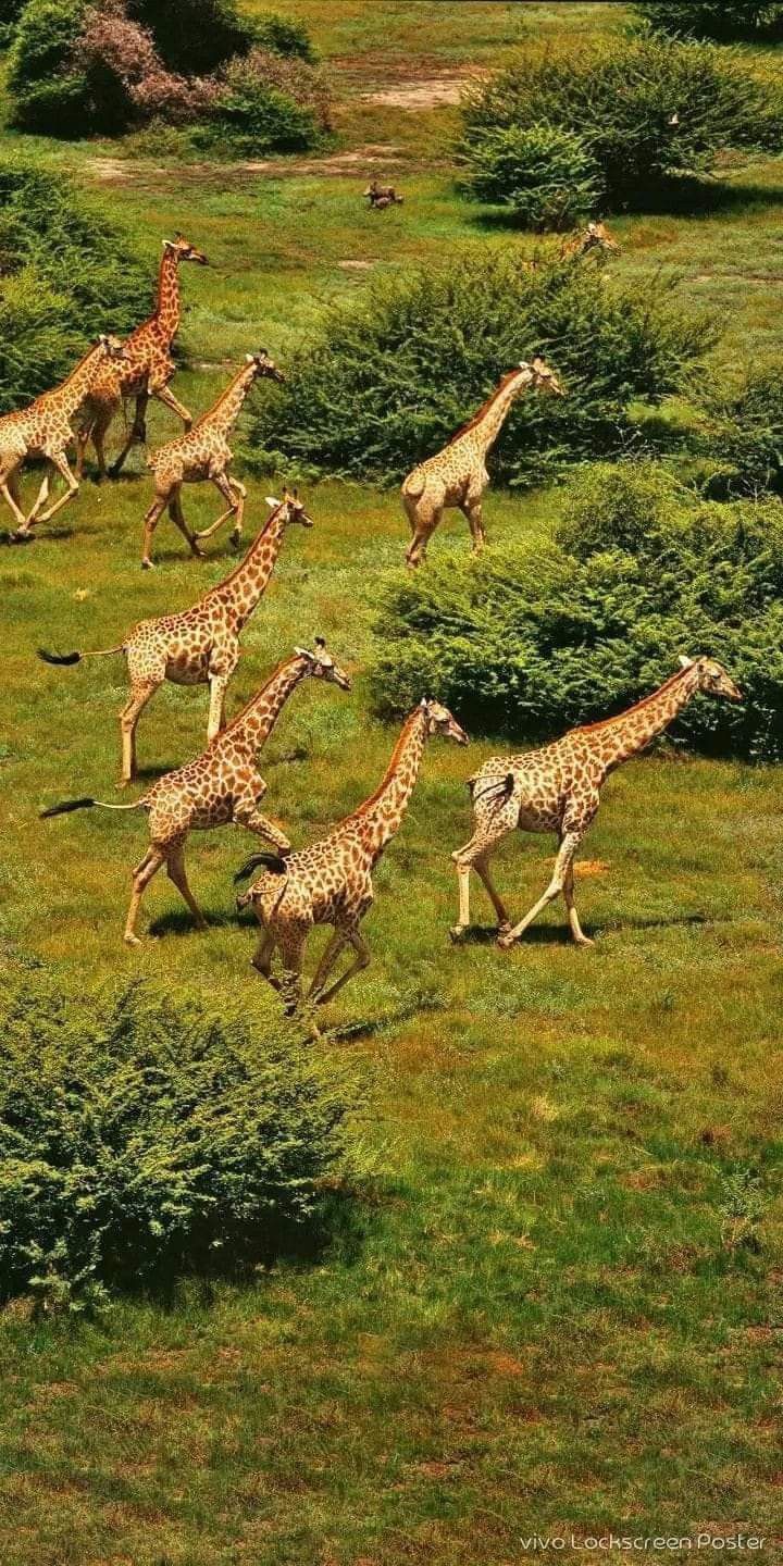 Image number 2 for Explore Untouched  Safari Parks In Tanzania, 