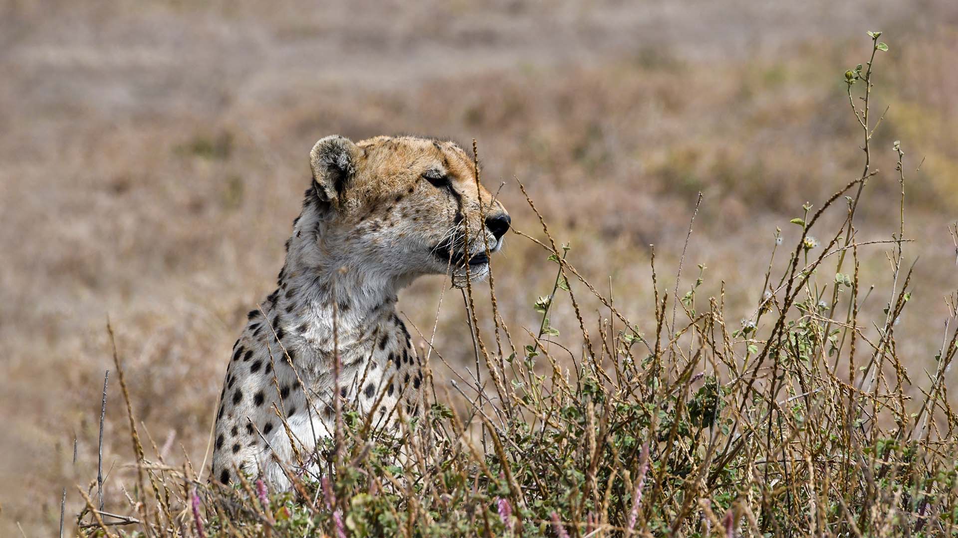 Image number 13 for 7 Days Camping Northern Zone Safari
