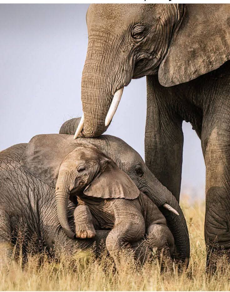 Image number 5 for Essence Of Tanzania - Luxury Tarangire, Ngorongoro & Manyara 