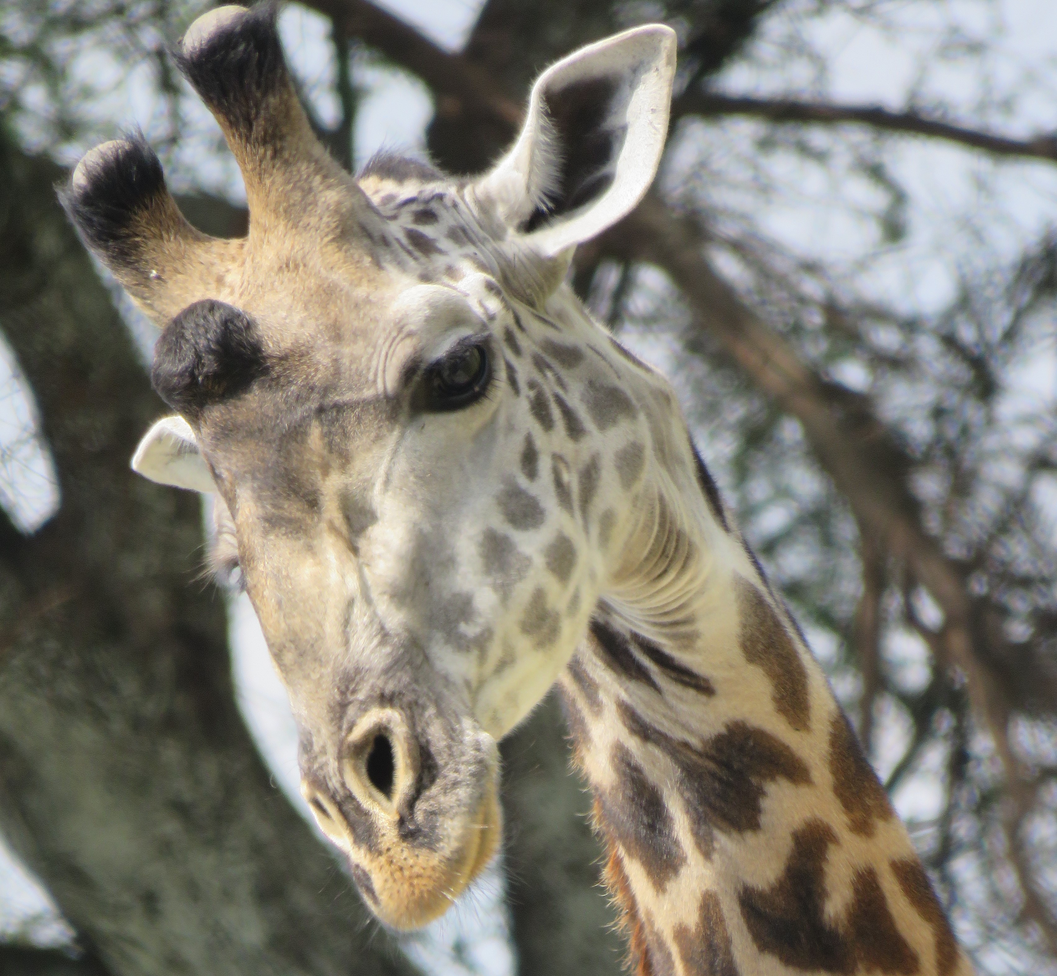 background image for - 5 Days Ndutu Area Migration  January 