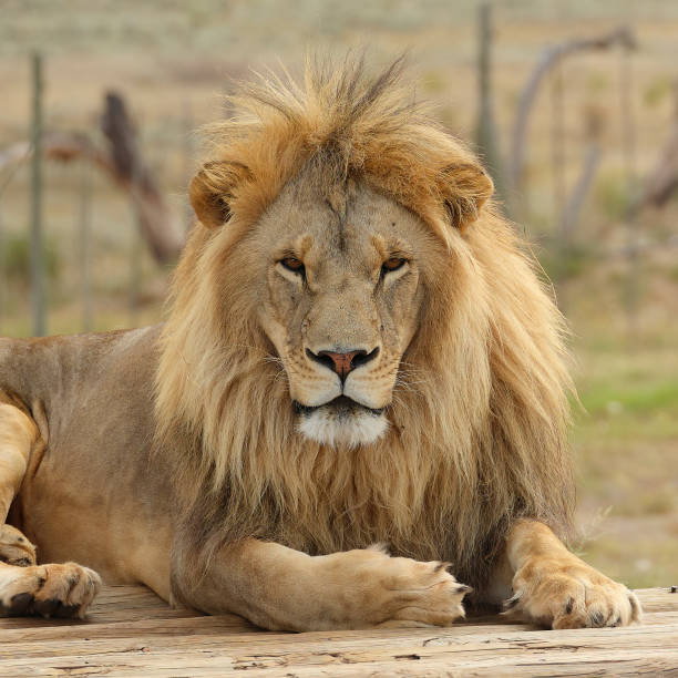 Image number 3 for 3-Day Tanzania Safari To Manyara, Ngorongoro And Tarangire