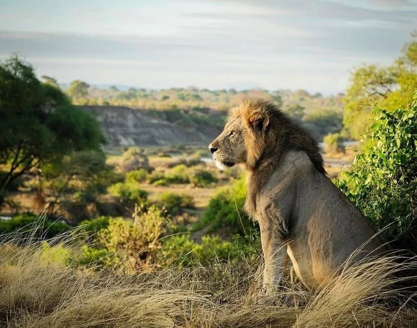 Image number 1 for Essence Of Tanzania - Luxury Tarangire, Ngorongoro & Manyara 