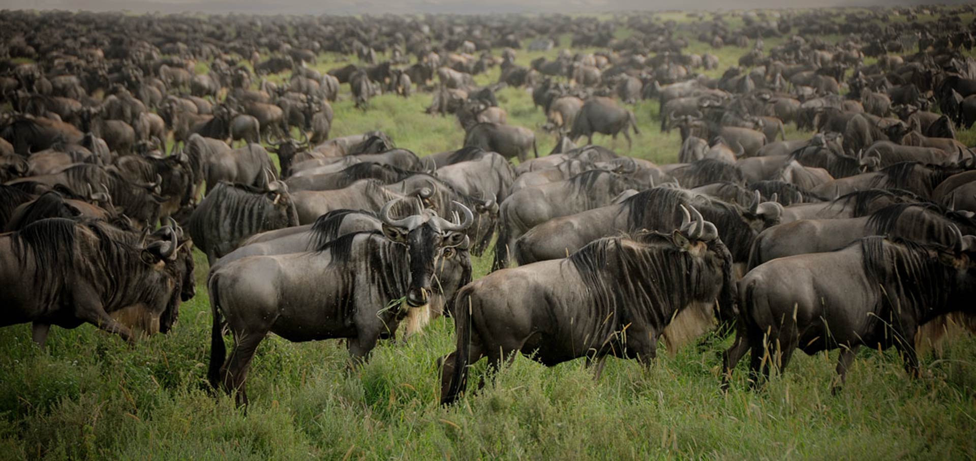 background image for - 7-Day Serengeti Wildebeest Migration Safari