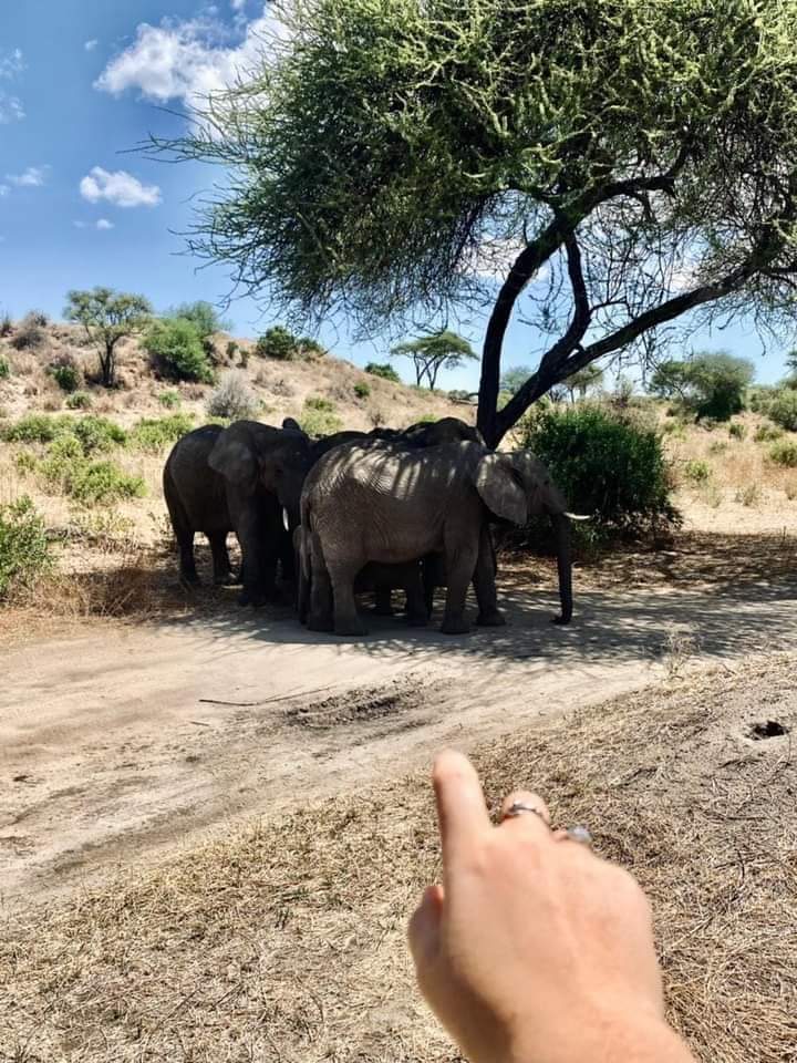 background image for - 3 Days Fly In Safari To Ruaha National Park