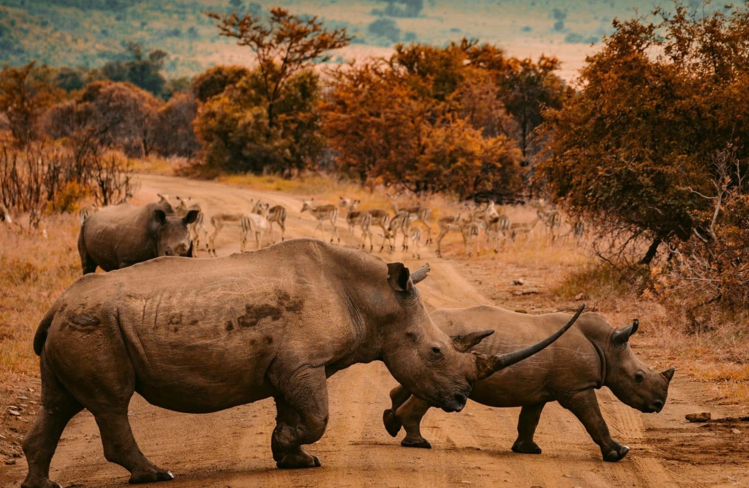 Image number 1 for Masai Mara Budget Safari Tour