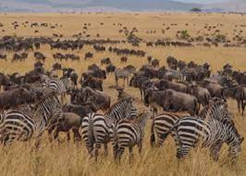 background image for - Best 1 Day Ngorongoro Crater Safari