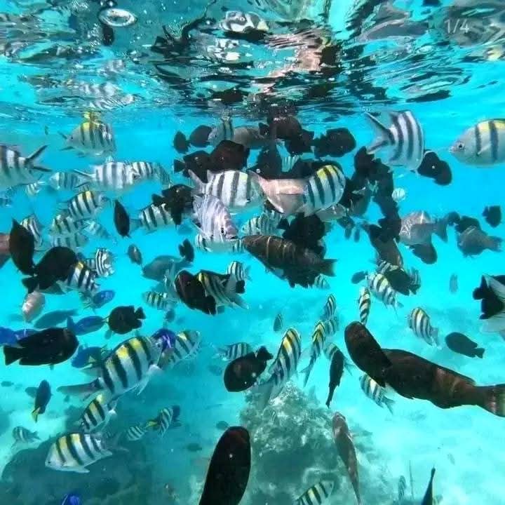 Image number 5 for Zanzibar Holiday: Discover Tropical Beaches
