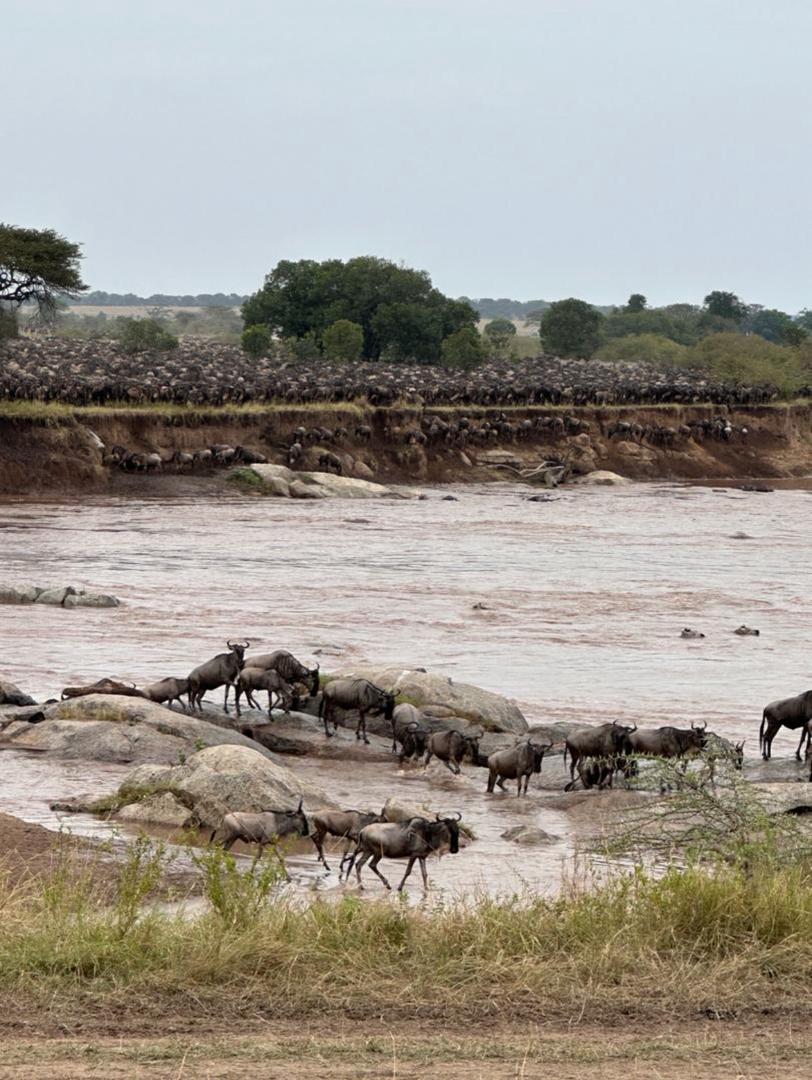 Image number 1 for 7-Day Experience Big Five, Magical Migration In Tanzania