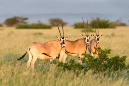 Image number 11 for Awash National Park Wildlife Safari Tour