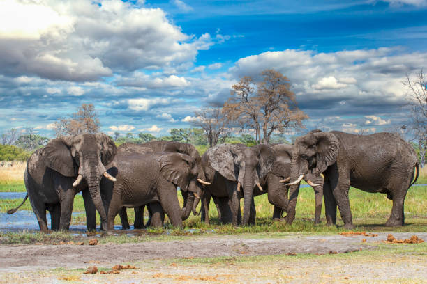 background image for - Best 3 Days Short Serengeti Safari