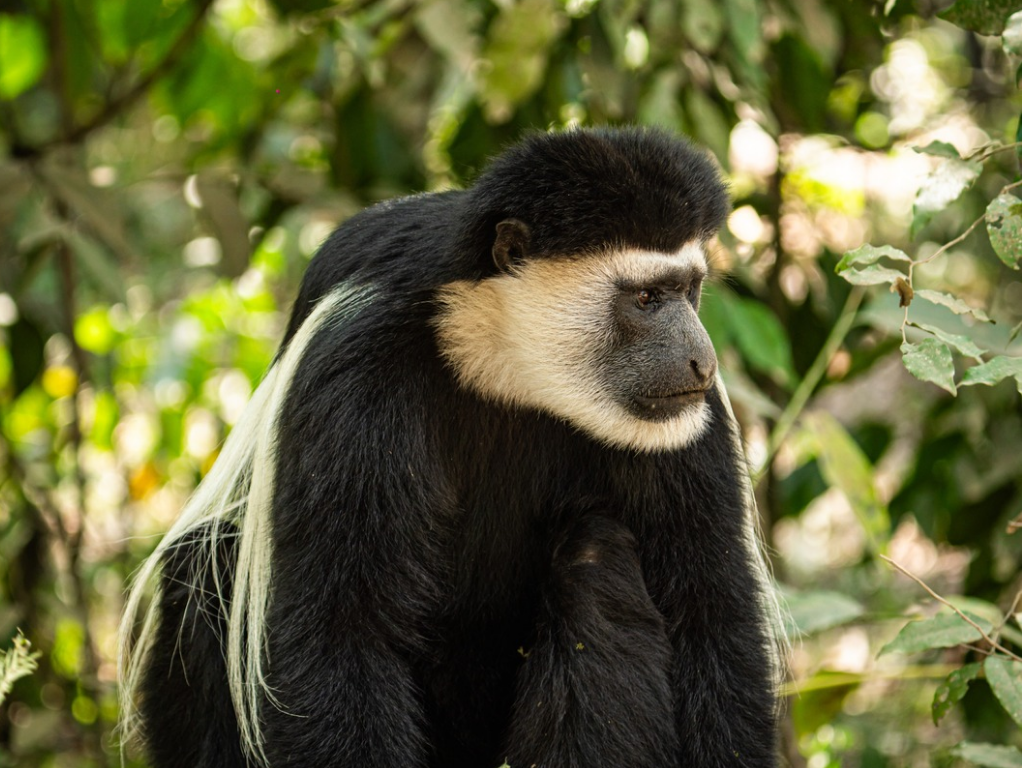 Image number 1 for 3-Day Serengeti & Ngorongoro Crater Safari